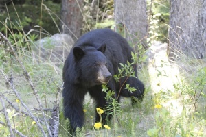 zwarte beer | Wells Gray Provincial Park BC